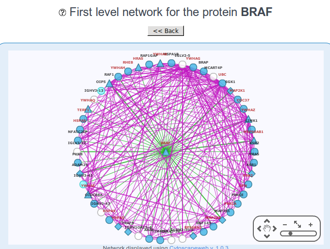 Protein interactions of the BRAF oncogenes