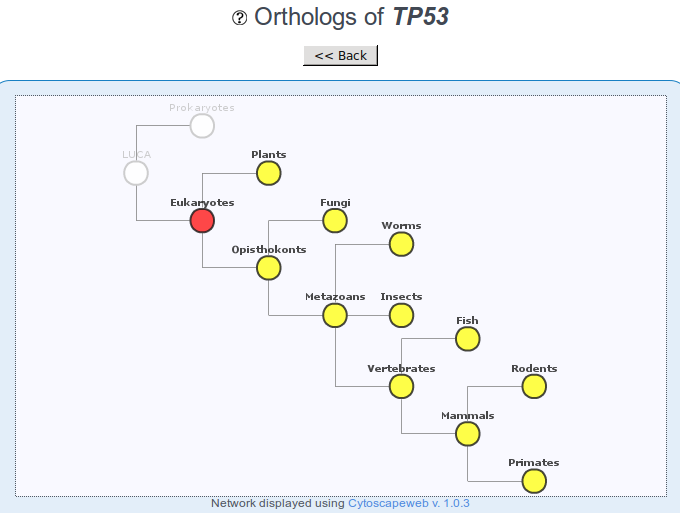 The TP53 tumor suppressor originated in eukaryotes, and we can find orthologs of it in all organisms except in procaryotes.